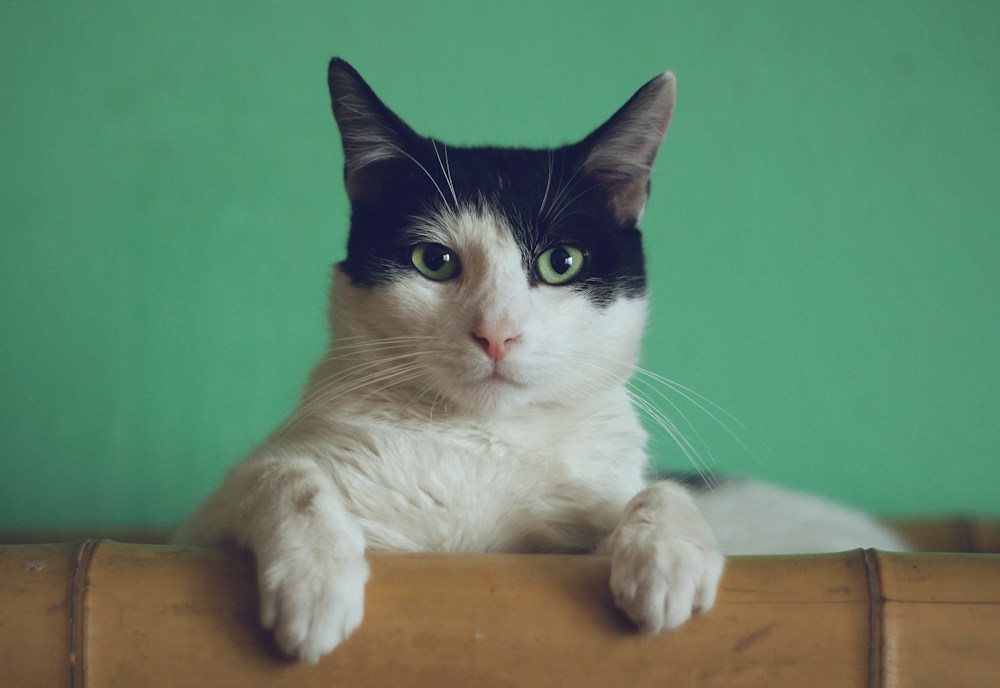 Yeşil gözlü meraklı bir kedi