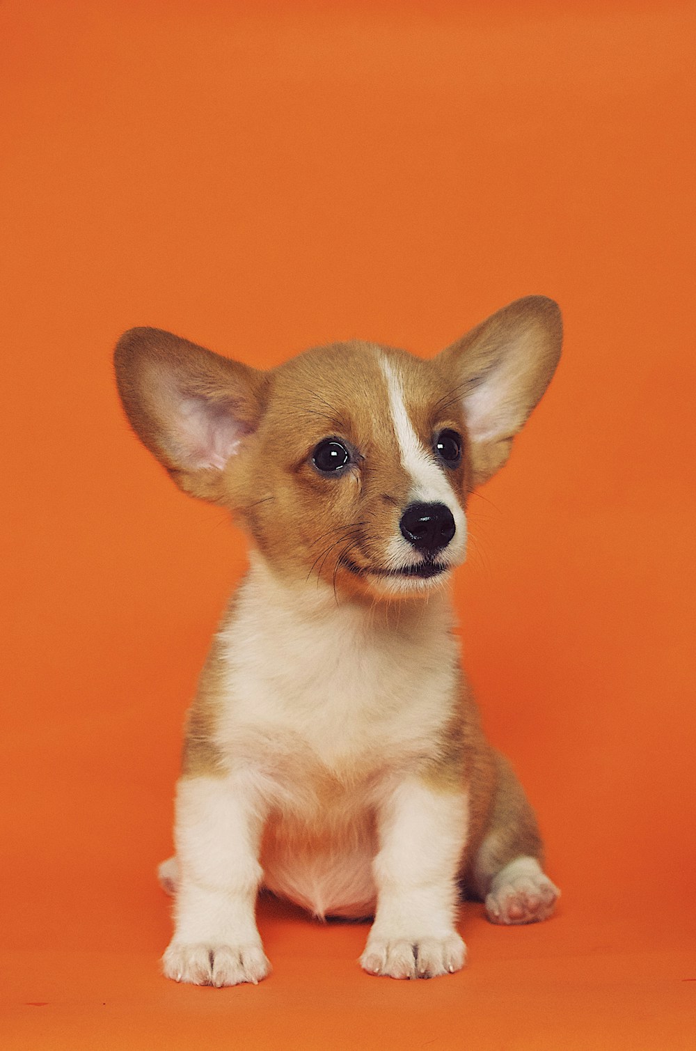 Turuncu fon önünde oturan corgi yavrusu