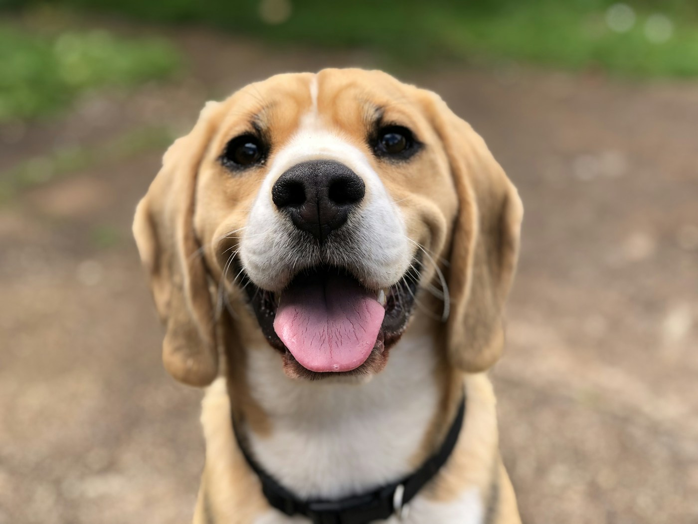 Doğada keyifli vakit geçiren kahverengi beyaz köpek